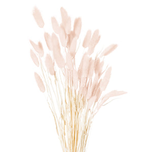 Dried Pale Pink Bunny Tail Bunch Of 40