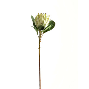 Large White Protea